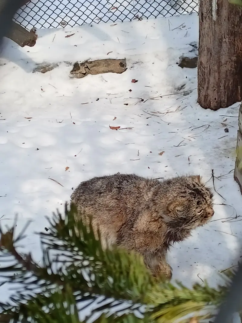 ノヴォシビルスク動物園のカラガンダの写真