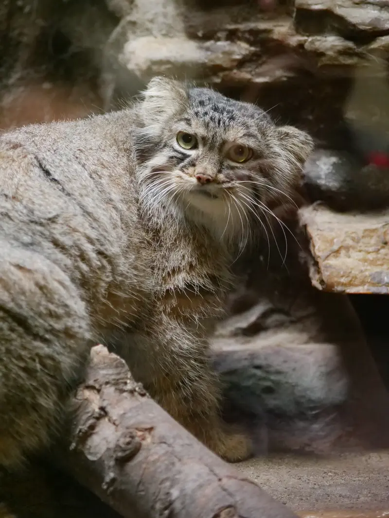 恩賜上野動物園のサフランの写真