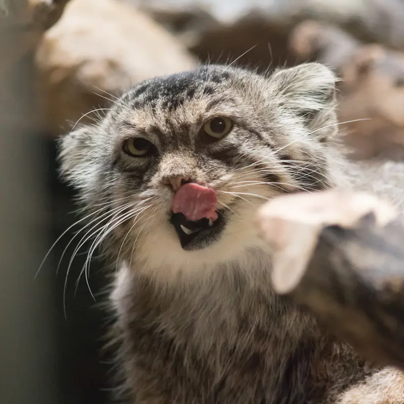 恩賜上野動物園のプリームラの写真