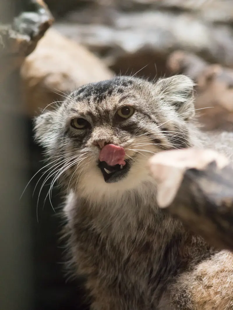 恩賜上野動物園のプリームラの写真