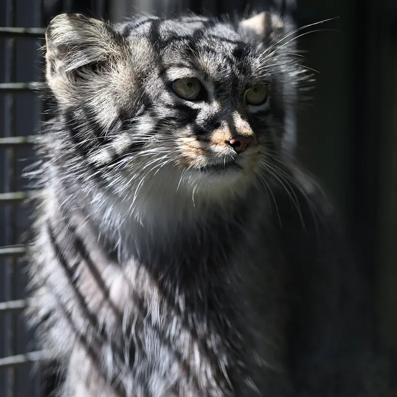旭山動物園のヒデの写真