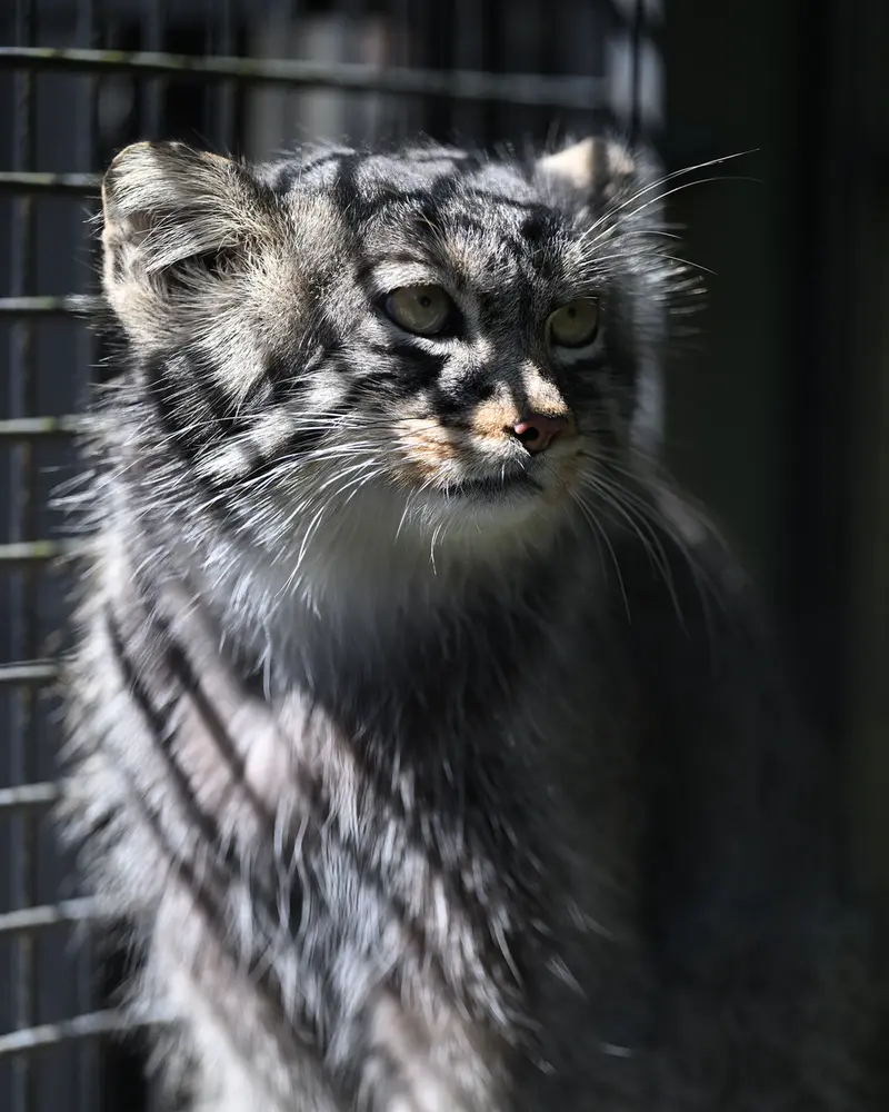 旭山動物園のヒデの写真