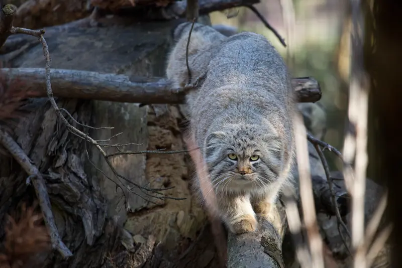 コルケアサーリ動物園のモルッティの写真