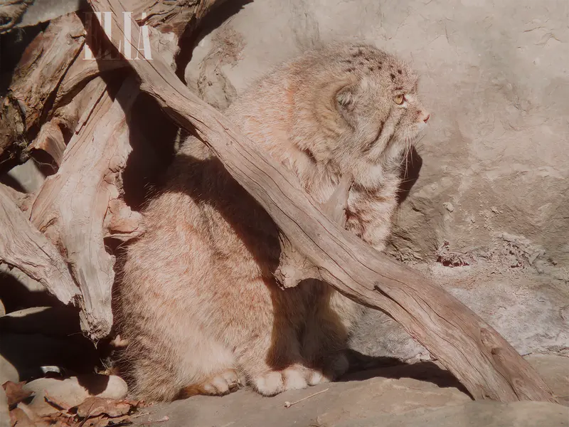 カルガリー動物園 / ワイルダー研究所のオラフの写真