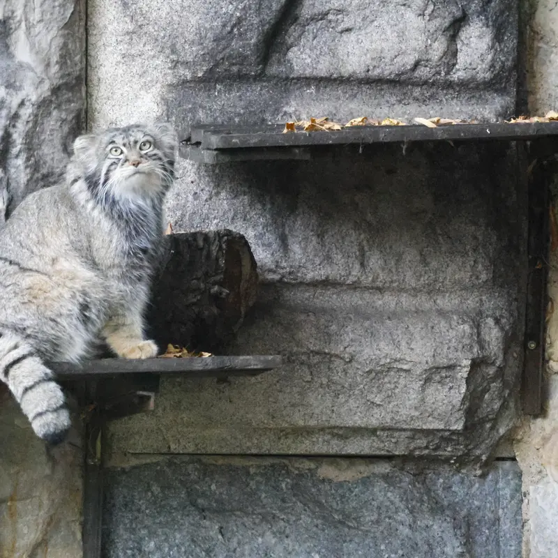 モスクワ動物園のティモフェイの写真