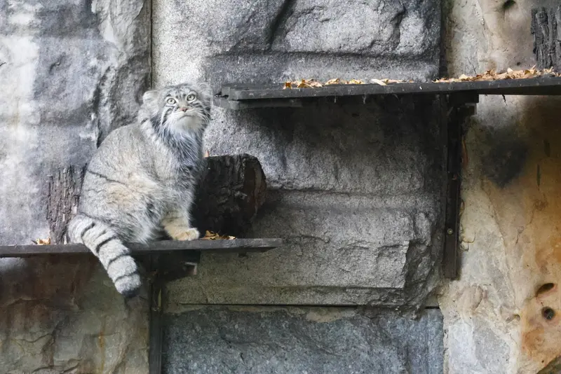 モスクワ動物園のティモフェイの写真