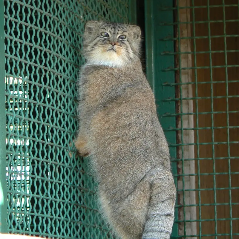 希少動物繁殖センターのマヌルネコの写真
