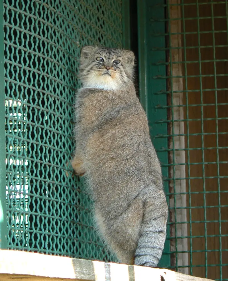 希少動物繁殖センターのマヌルネコの写真