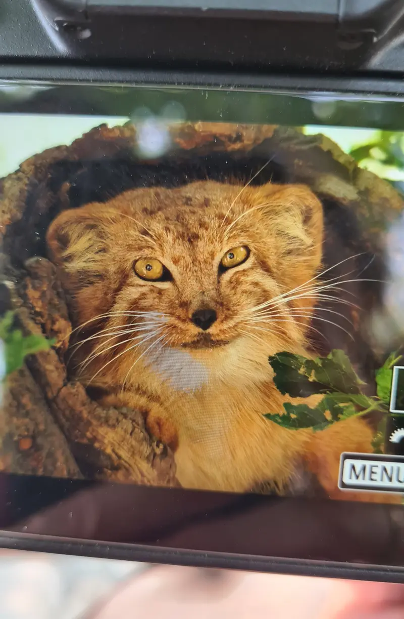 マヌルネコの写真