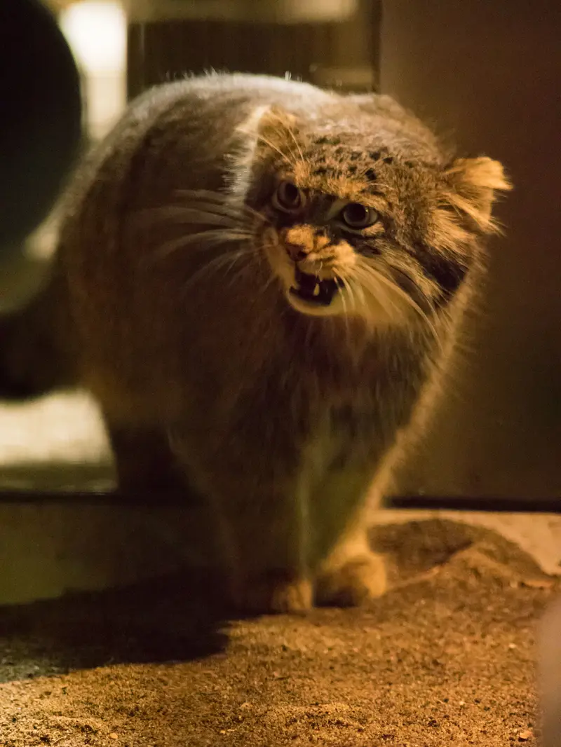マヌルネコの写真