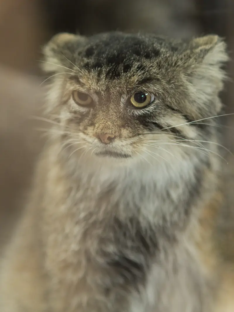 恩賜上野動物園のプリームラの写真