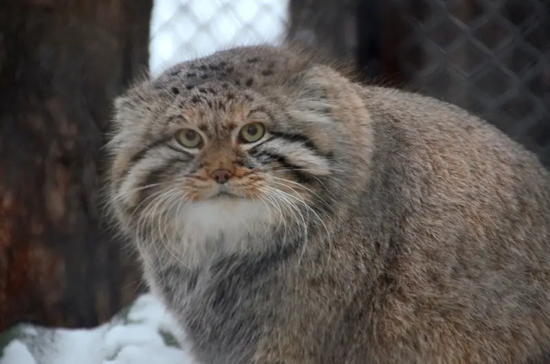 ノヴォシビルスク動物園のゼレノゴルスクの写真
