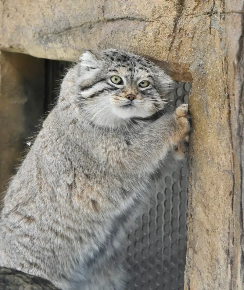 那須どうぶつ王国のレフの写真