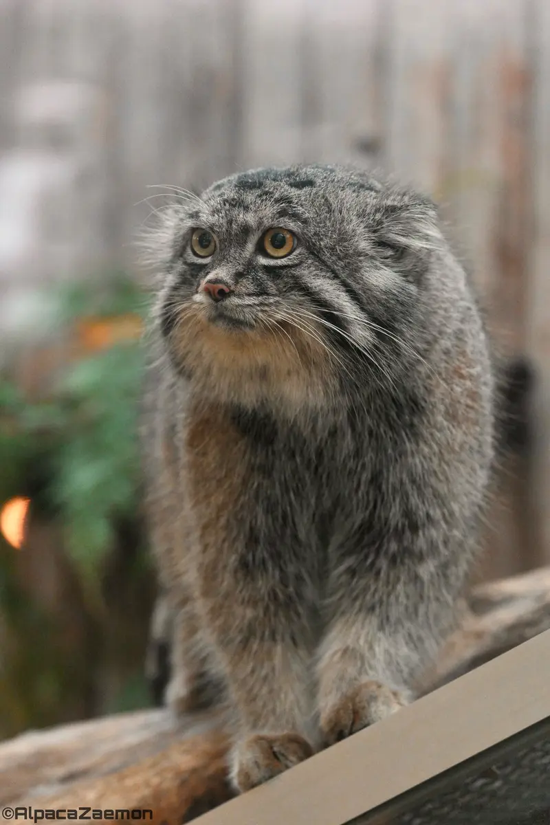 神戸どうぶつ王国のナルの写真