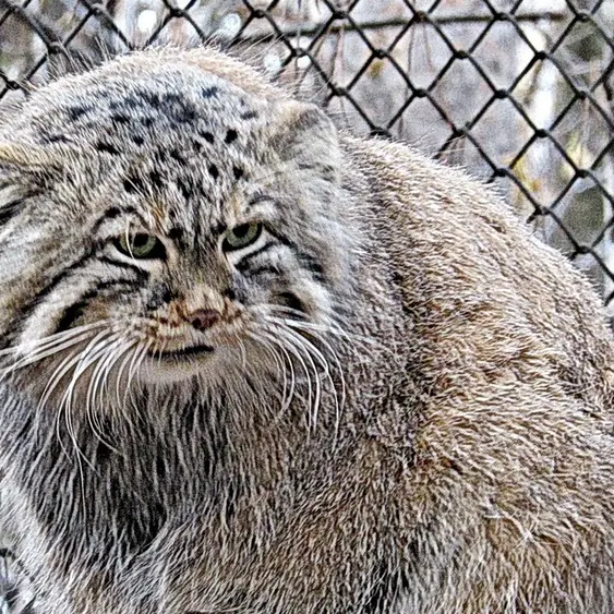 ノヴォシビルスク動物園のゼレノゴルスクの写真