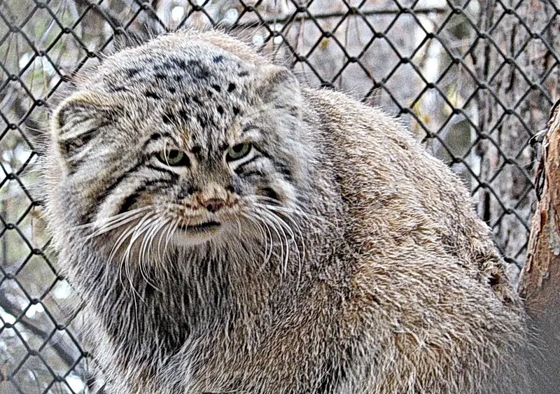 ノヴォシビルスク動物園のゼレノゴルスクの写真