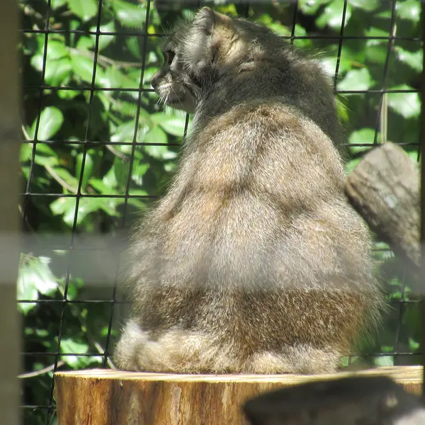 スミソニアン国立動物園のセバとアカルの写真