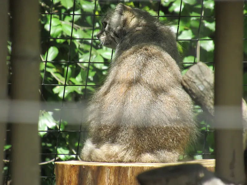 スミソニアン国立動物園のセバとアカルの写真