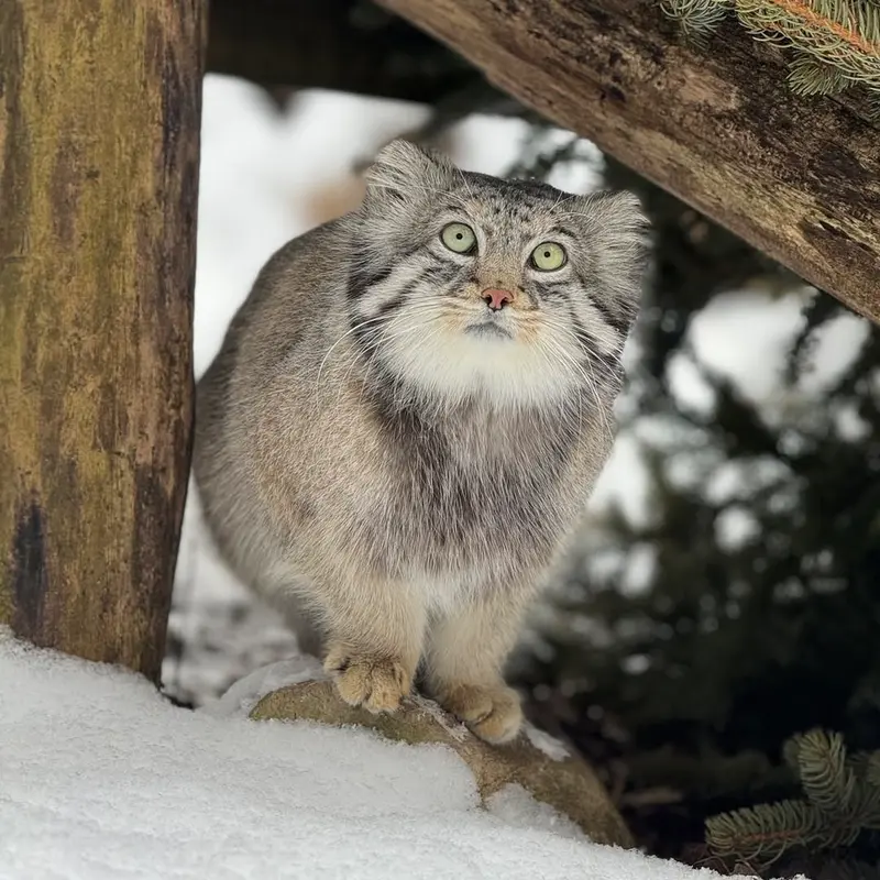 オグルベイ・グッド動物園のディーンの写真