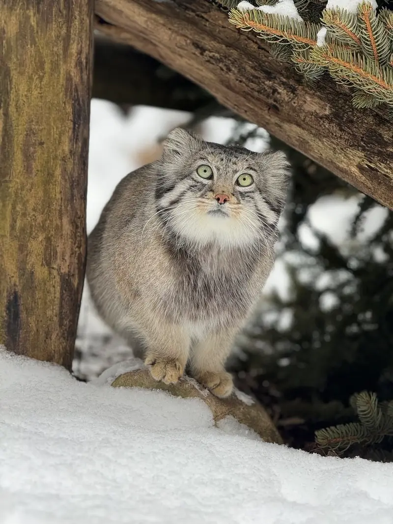 オグルベイ・グッド動物園のディーンの写真
