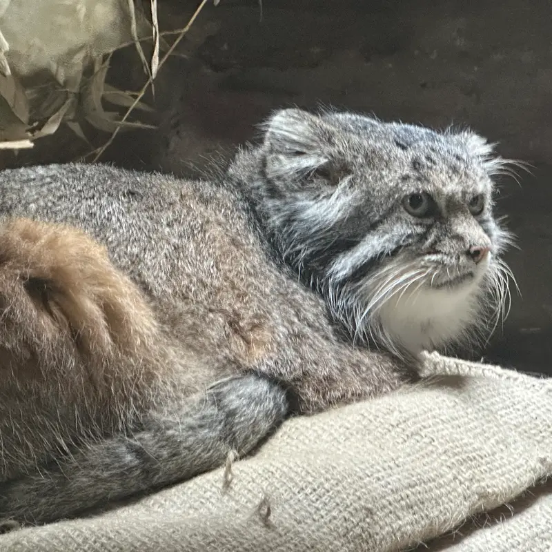 マヌルネコの写真