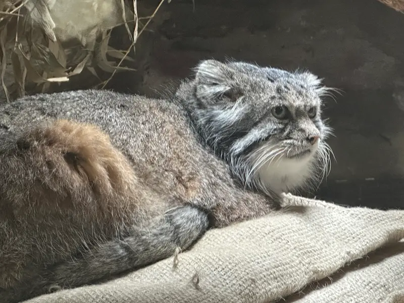 マヌルネコの写真