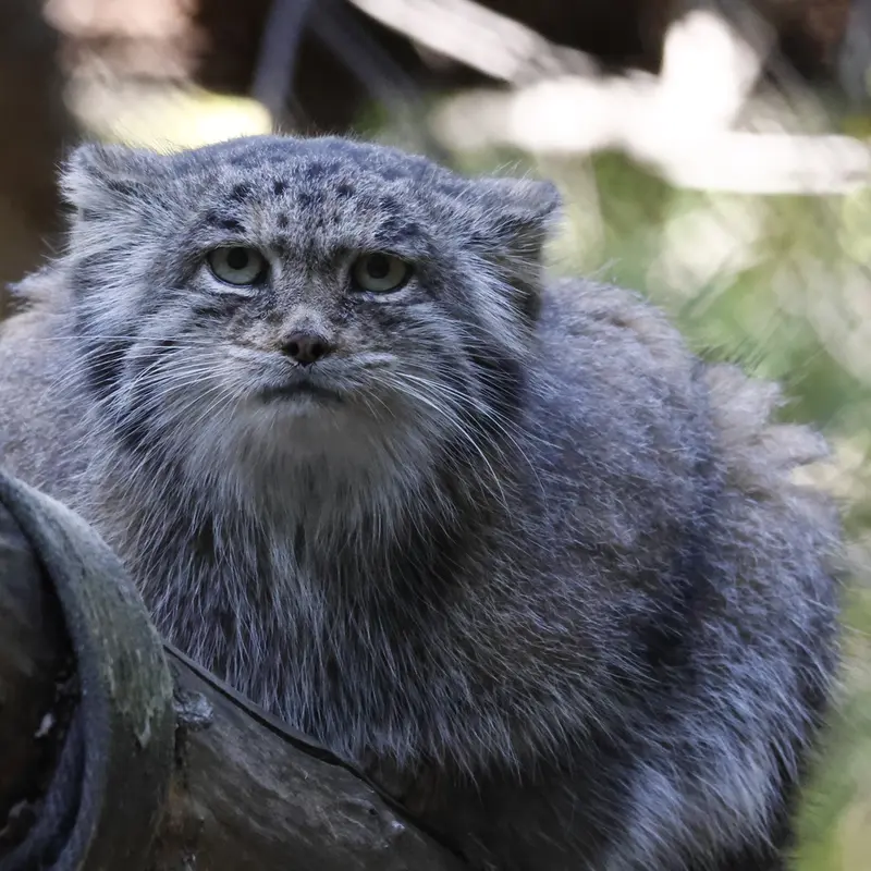 ノヴォシビルスク動物園のミアの写真