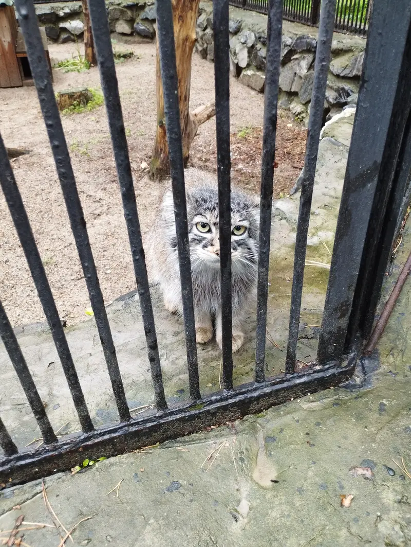 ノヴォシビルスク動物園のマヌルネコの写真