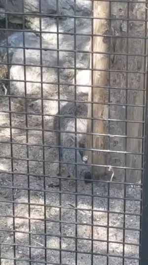 かわいいヴォラースがころころ転がっている❤️