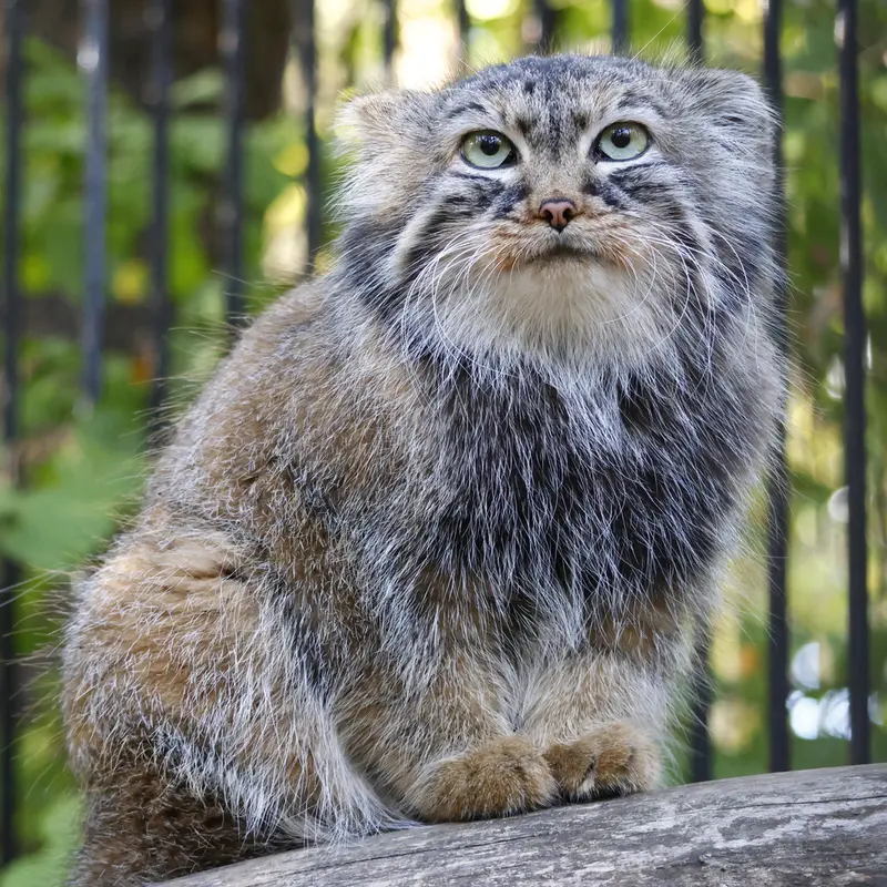 ノヴォシビルスク動物園のガビの写真