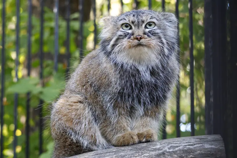 ノヴォシビルスク動物園のガビの写真