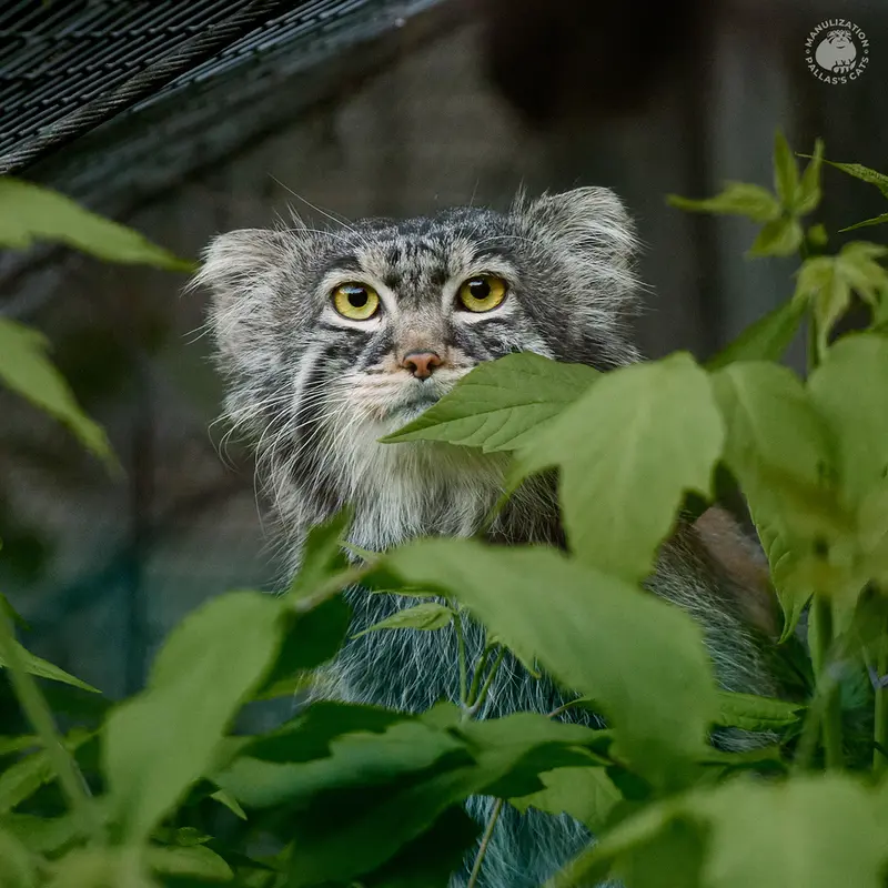 モスクワ動物園のティモフェイの写真