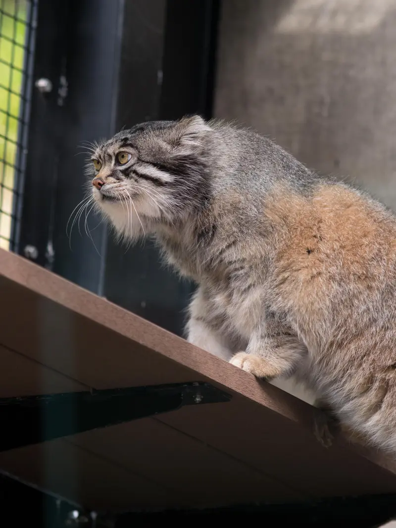 旭山動物園のグルーシャの写真