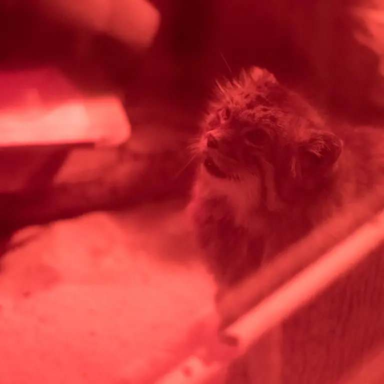 恩賜上野動物園のナイマの写真