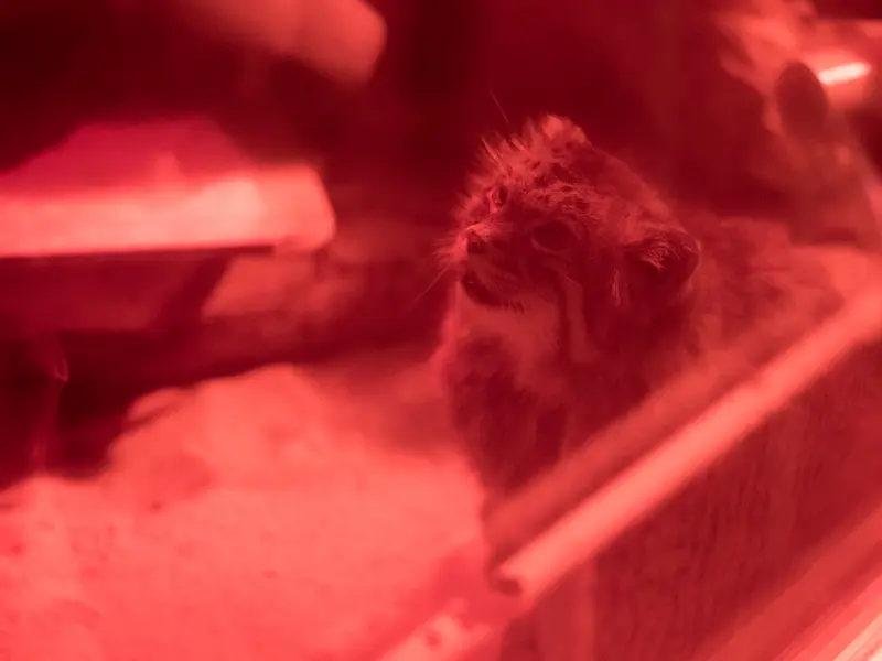 恩賜上野動物園のナイマの写真