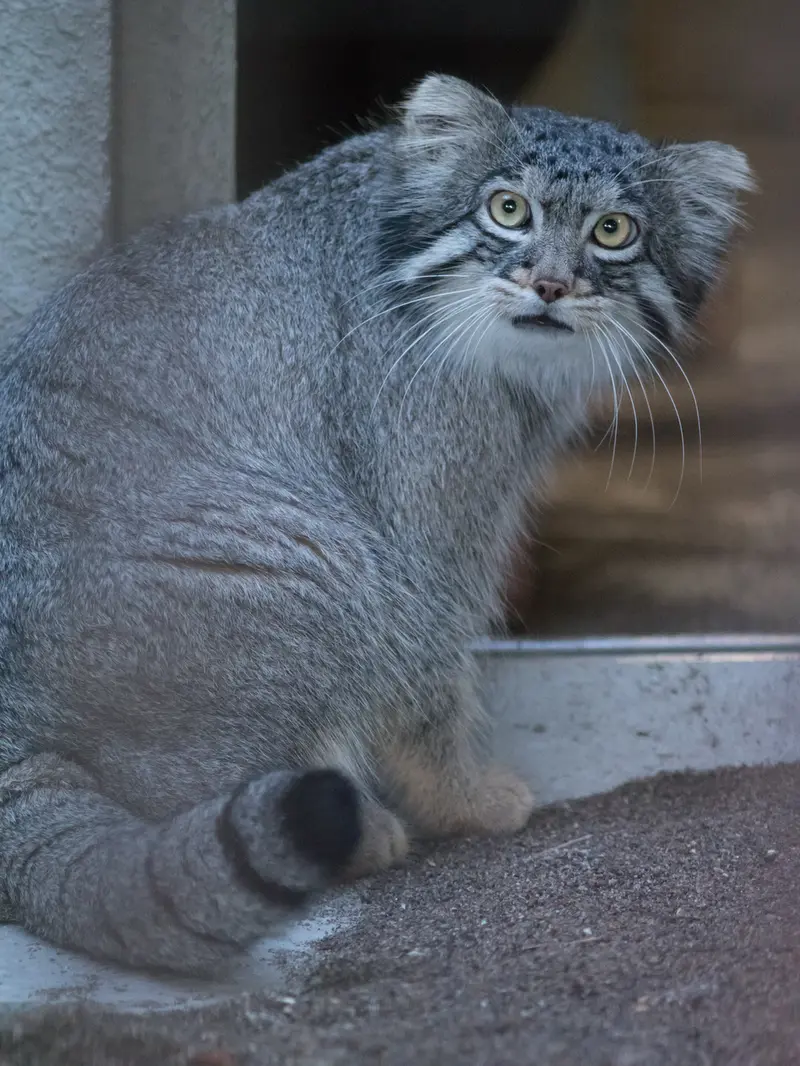 野毛山動物園のフィーガの写真