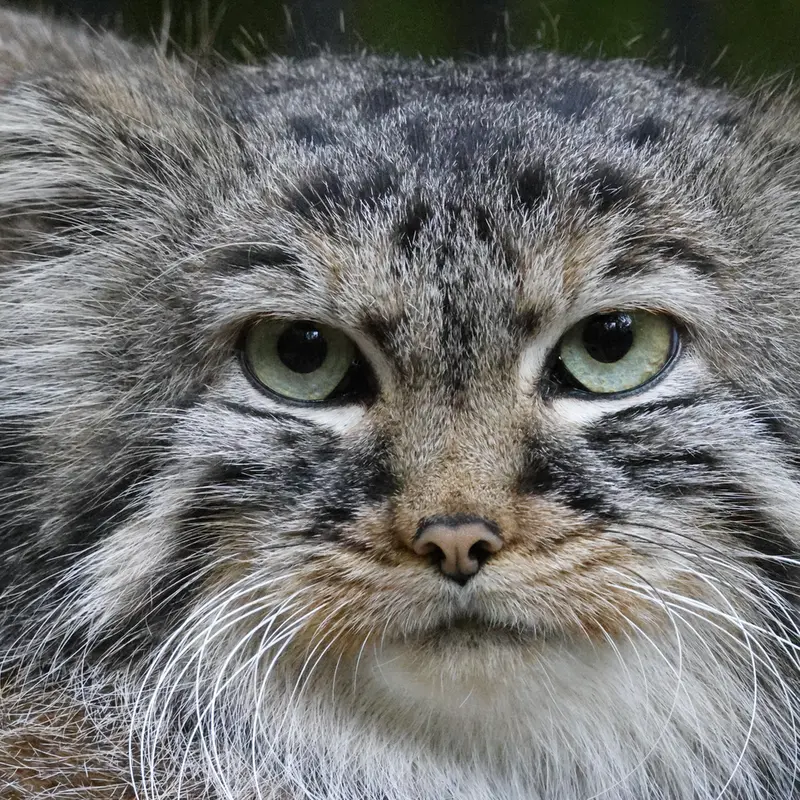 ノヴォシビルスク動物園のガビの写真