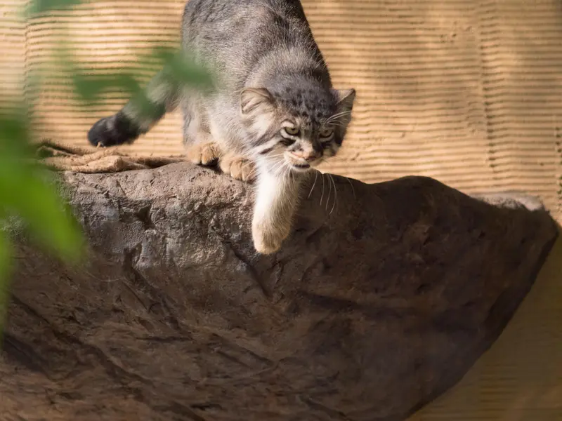 旭山動物園のヒデの写真