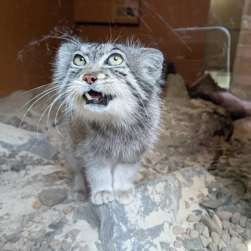 エディンバラ動物園のアキコの写真