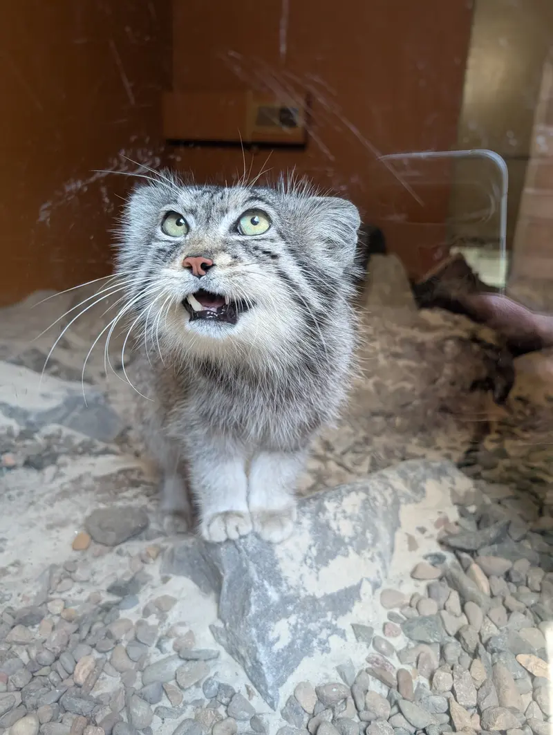 エディンバラ動物園のアキコの写真