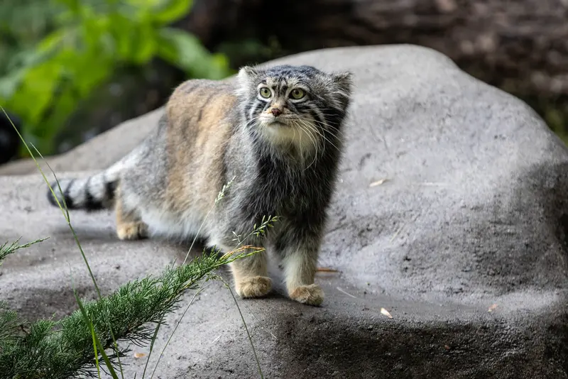 モスクワ動物園のティモフェイの写真