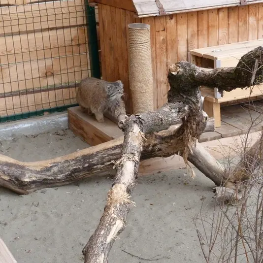 バルナウル動物園「レースナヤ・スカースカ」のペペの写真