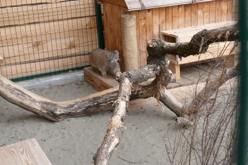 バルナウル動物園「レースナヤ・スカースカ」のペペの写真
