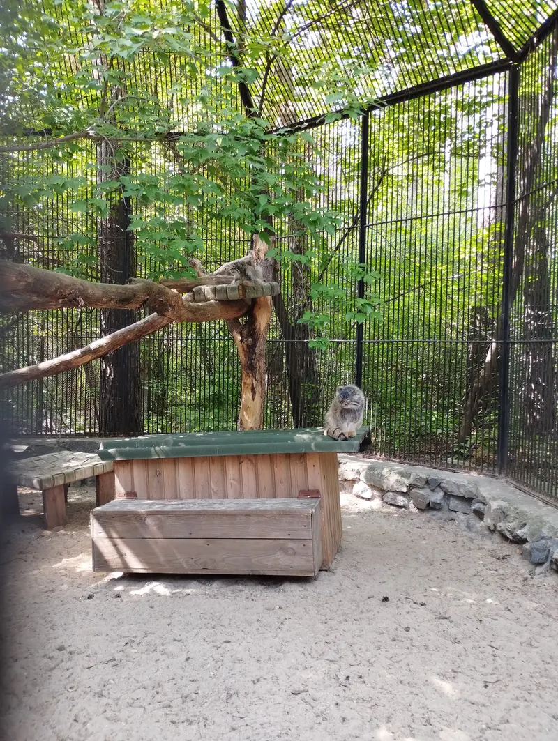 ノヴォシビルスク動物園のマヌルネコの写真