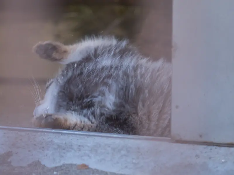 野毛山動物園のフィーガの写真