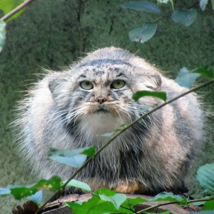ブダペスト動物園＆植物園のボルシカの写真