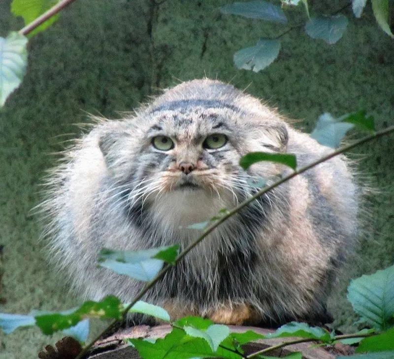 ブダペスト動物園・植物園のボルシカの写真
