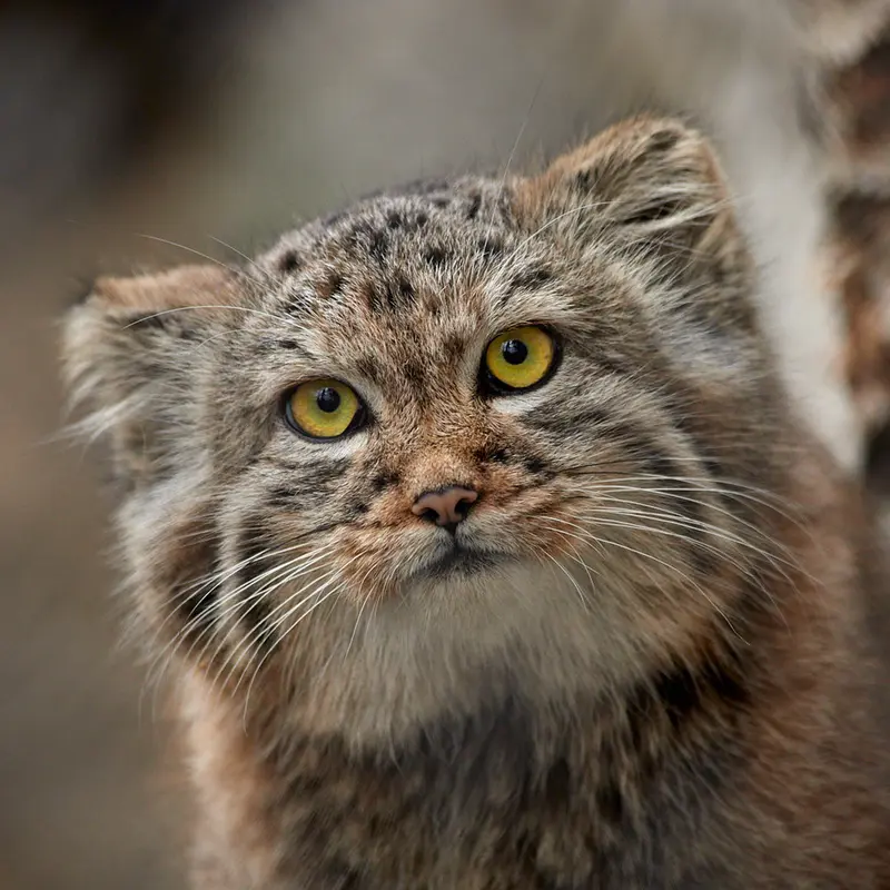 ノヴォシビルスク動物園のマヌルネコの写真
