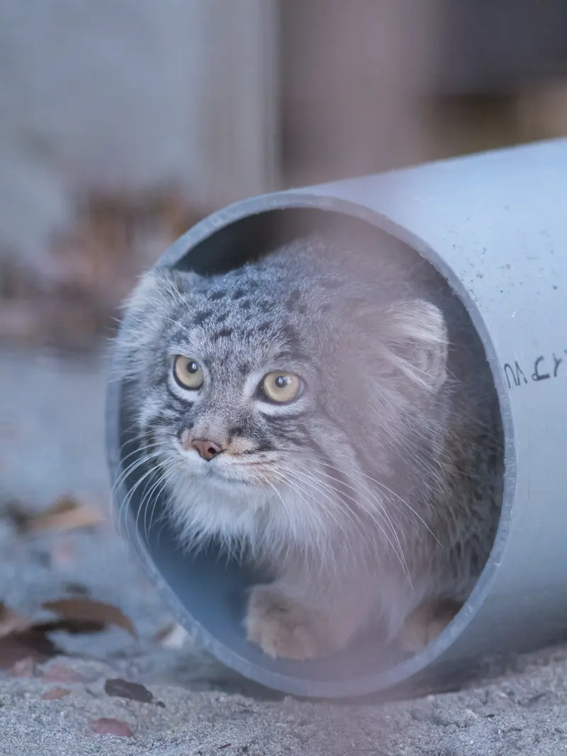 野毛山動物園のフィーガの写真