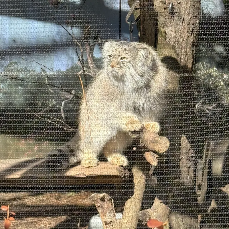 ポッター・パーク動物園のパジの写真